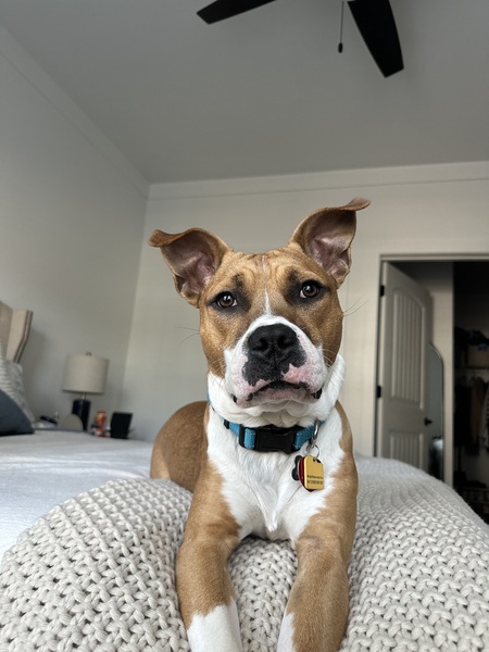 Entry image for Captain Crunch . Clicking this image will show a larger photo