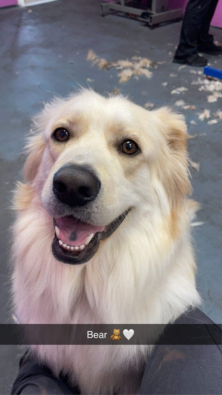 Entry image for Bear. Clicking this image will show a larger photo