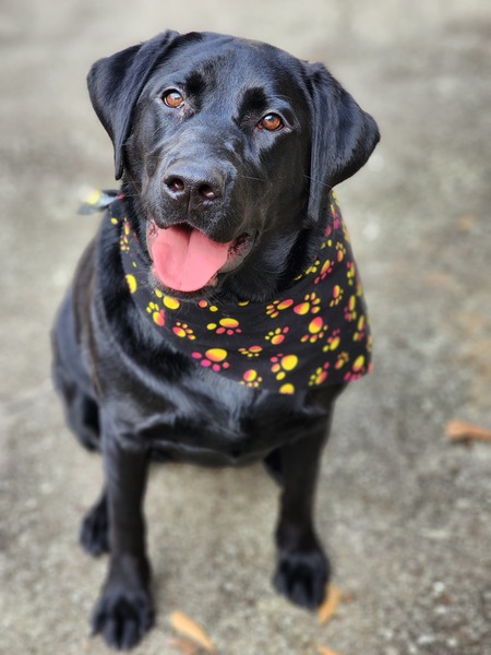 Entry image for Maggie May. Clicking this image will show a larger photo