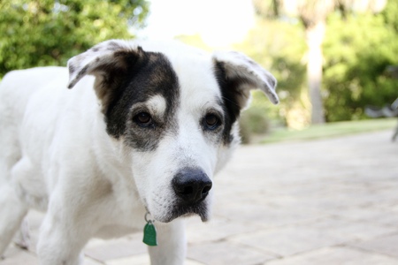 Entry image for Sam. Clicking this image will show a larger photo