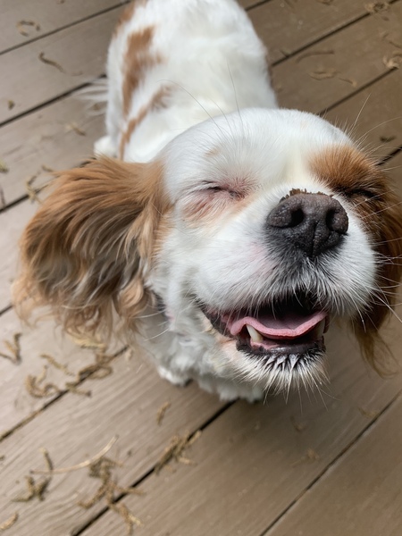 Entry image for Dolly. Clicking this image will show a larger photo