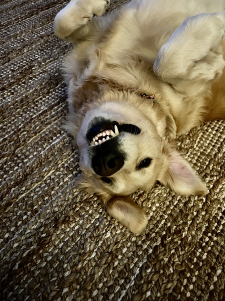 Entry image for Sadie. Clicking this image will show a larger photo