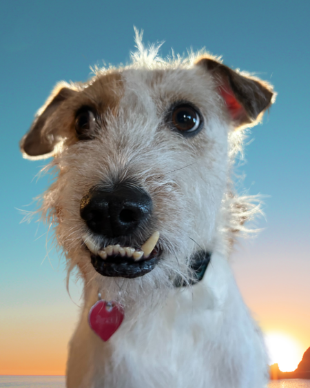 Entry image for Picasso. Clicking this image will show a larger photo