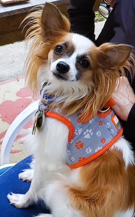 Entry image for Alfie. Clicking this image will show a larger photo