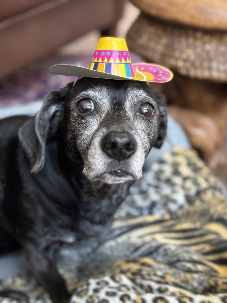 Entry image for Roz. Clicking this image will show a larger photo