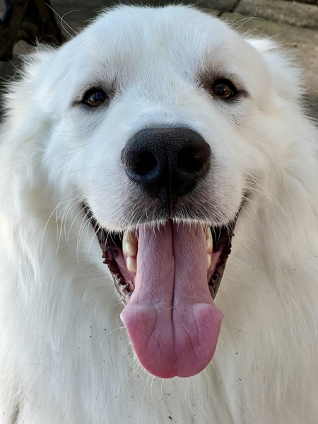 Entry image for Spencer Tracy. Clicking this image will show a larger photo