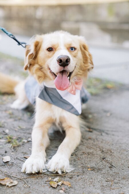 Entry image for Banksy. Clicking this image will show a larger photo