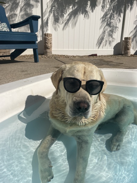 Entry image for Rex. Clicking this image will show a larger photo