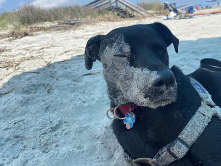 Entry image for Bentley. Clicking this image will show a larger photo