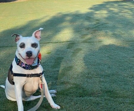 Entry image for Snuggles. Clicking this image will show a larger photo