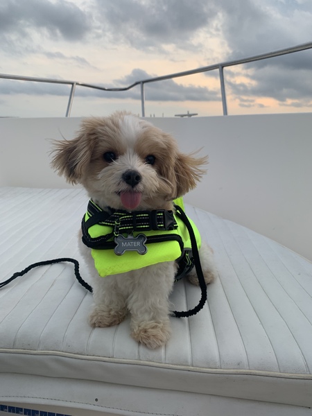 Entry image for Mater . Clicking this image will show a larger photo