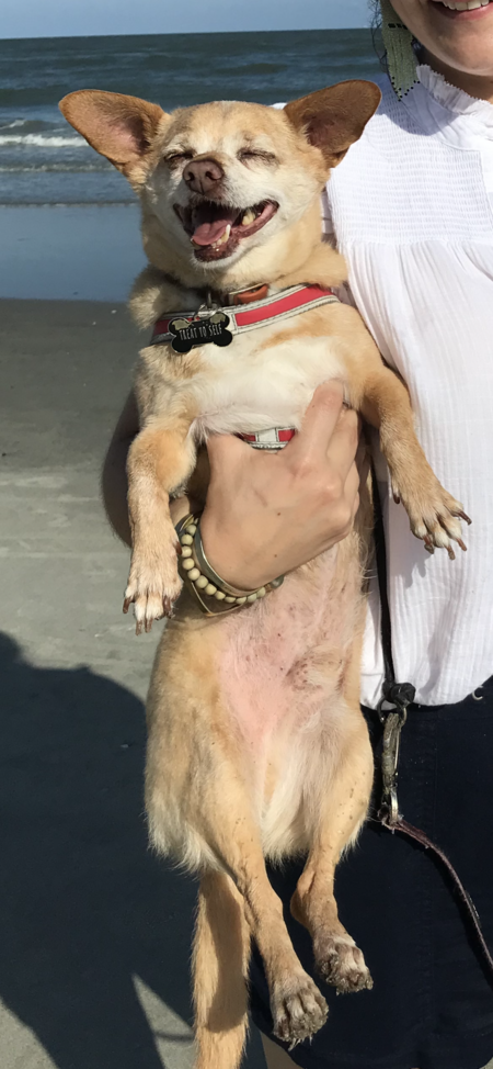 Entry image for Oscar. Clicking this image will show a larger photo