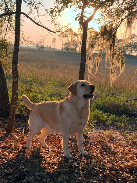 Entry image for Khaki. Clicking this image will show a larger photo