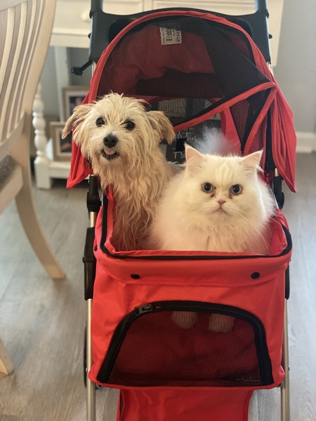 Entry image for Sadie & Belle. Clicking this image will show a larger photo