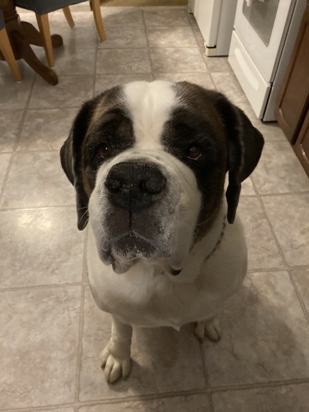 Entry image for Jazmine. Clicking this image will show a larger photo