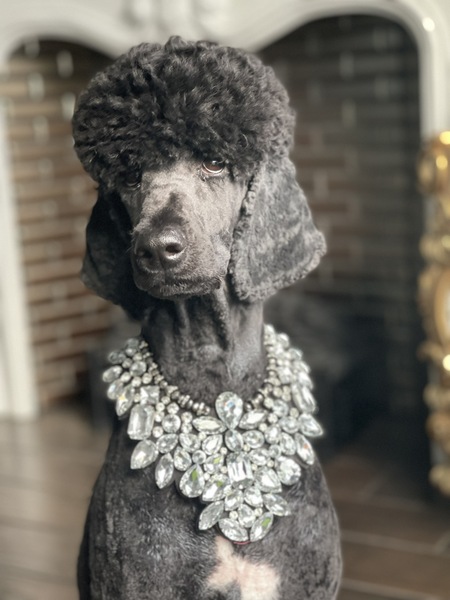 Entry image for Luna. Clicking this image will show a larger photo