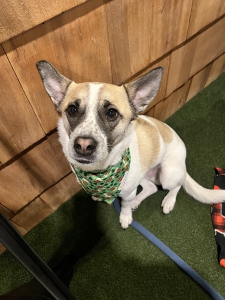 Entry image for Dwight. Clicking this image will show a larger photo