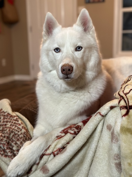 Entry image for Kasper. Clicking this image will show a larger photo