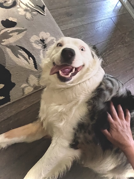 Entry image for Lillie McGibbons. Clicking this image will show a larger photo