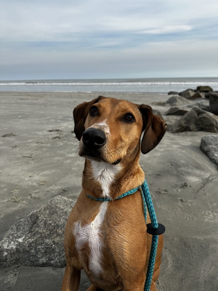 Entry image for Cooper. Clicking this image will show a larger photo