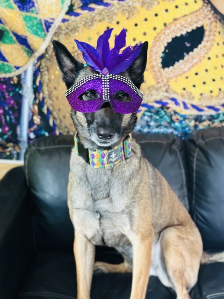 Entry image for Sapper. Clicking this image will show a larger photo