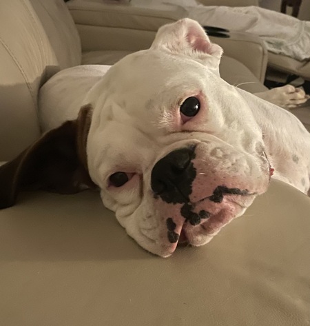 Entry image for Daisy. Clicking this image will show a larger photo