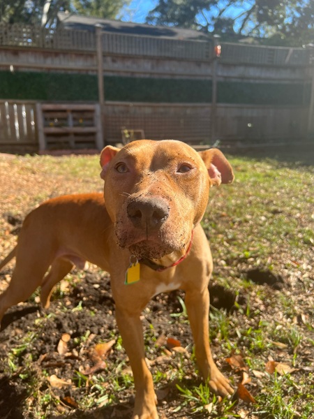 Entry image for Luka . Clicking this image will show a larger photo