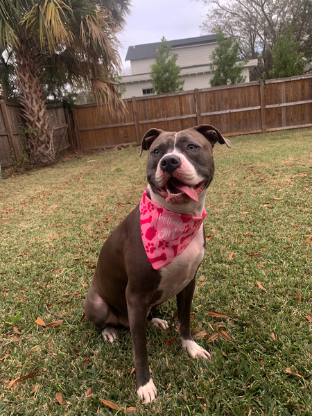 Entry image for Willa. Clicking this image will show a larger photo