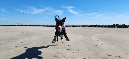 Entry image for Phoebe. Clicking this image will show a larger photo