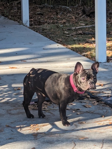 Entry image for Tallulah. Clicking this image will show a larger photo