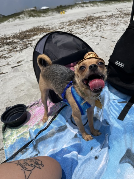 Entry image for Gimli. Clicking this image will show a larger photo