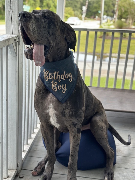 Entry image for Sarge. Clicking this image will show a larger photo