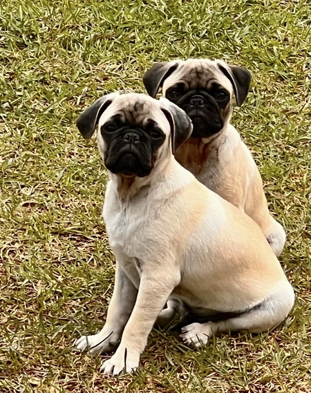 Entry image for Blu and Hardy. Clicking this image will show a larger photo