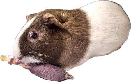 Entry image for Champagne . Clicking this image will show a larger photo