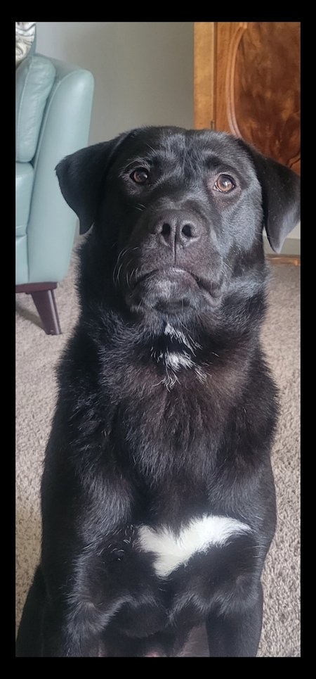 Entry image for Willie F. Nelson. Clicking this image will show a larger photo