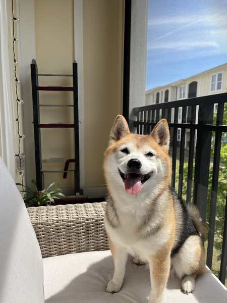 Entry image for Scout. Clicking this image will show a larger photo