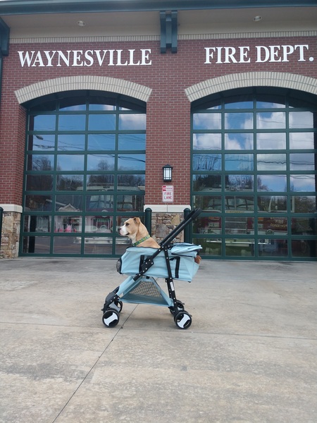 Entry image for Sadie . Clicking this image will show a larger photo