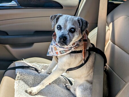 Entry image for Rocky . Clicking this image will show a larger photo