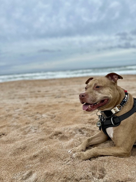 Entry image for Jax. Clicking this image will show a larger photo