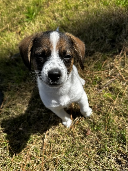 Entry image for Gus. Clicking this image will show a larger photo