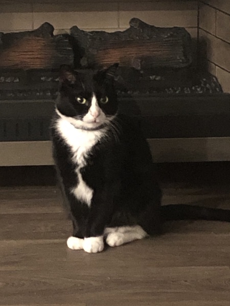 Entry image for Mr Mittens . Clicking this image will show a larger photo