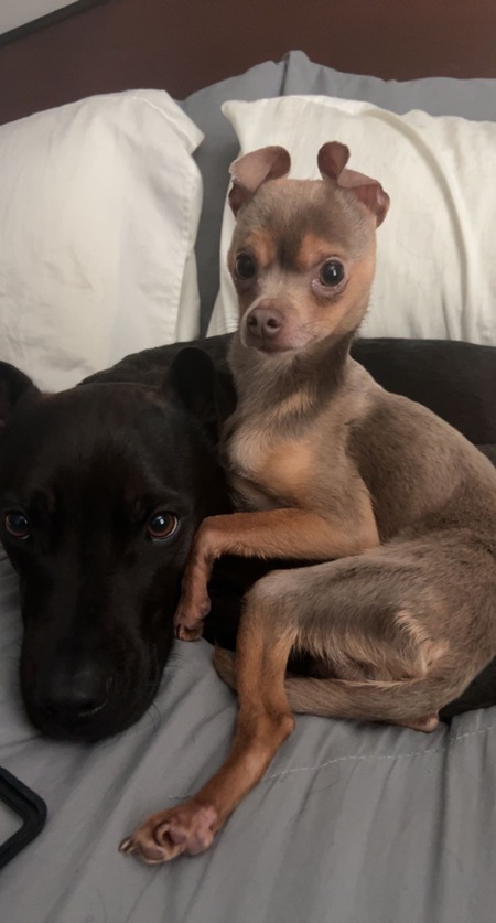 Entry image for Han & Lando. Clicking this image will show a larger photo