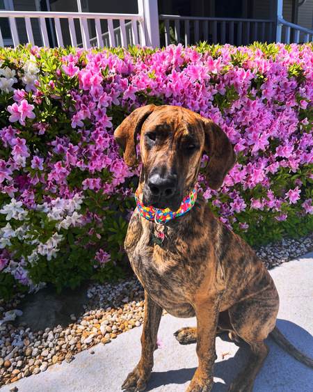 Entry image for Clyde. Clicking this image will show a larger photo