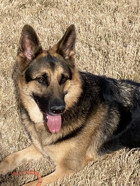 Entry image for Maverick. Clicking this image will show a larger photo