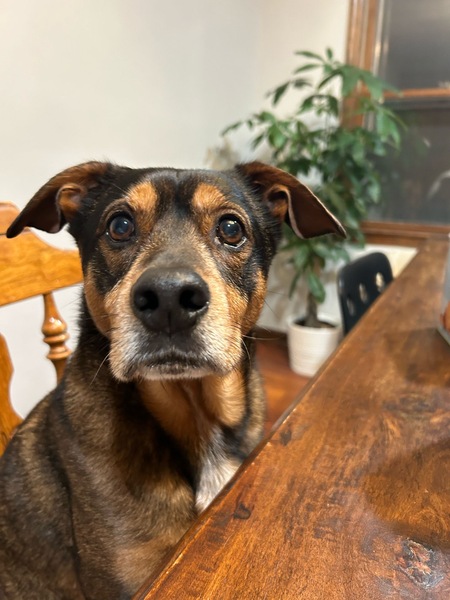 Entry image for Kiki. Clicking this image will show a larger photo