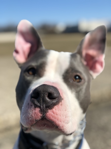 Entry image for Max. Clicking this image will show a larger photo