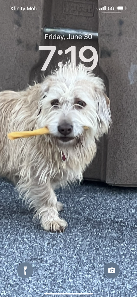 Entry image for Barney. Clicking this image will show a larger photo