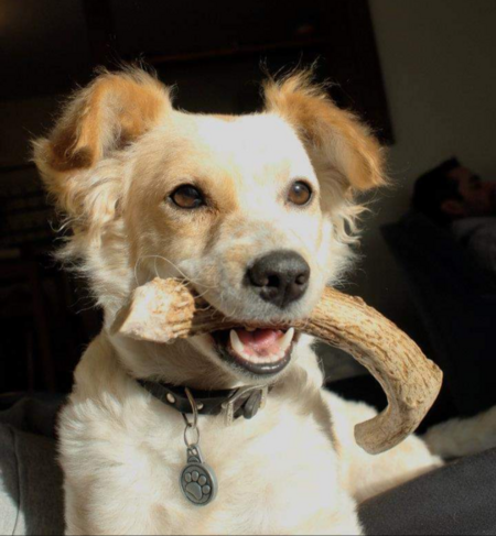 Entry image for Freckles. Clicking this image will show a larger photo