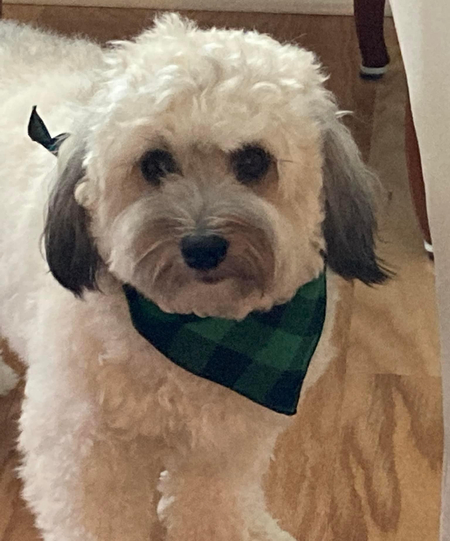 Entry image for Teddy. Clicking this image will show a larger photo