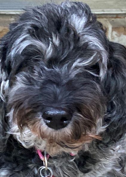 Entry image for Callie. Clicking this image will show a larger photo